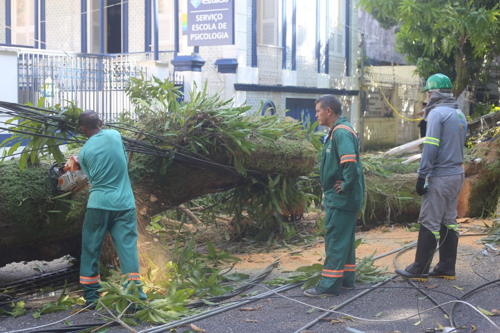 Equipes da Prefeitura de Belém fazem retirada das árvores que caíram durante a chuva e vendaval da noite de quarta, 19