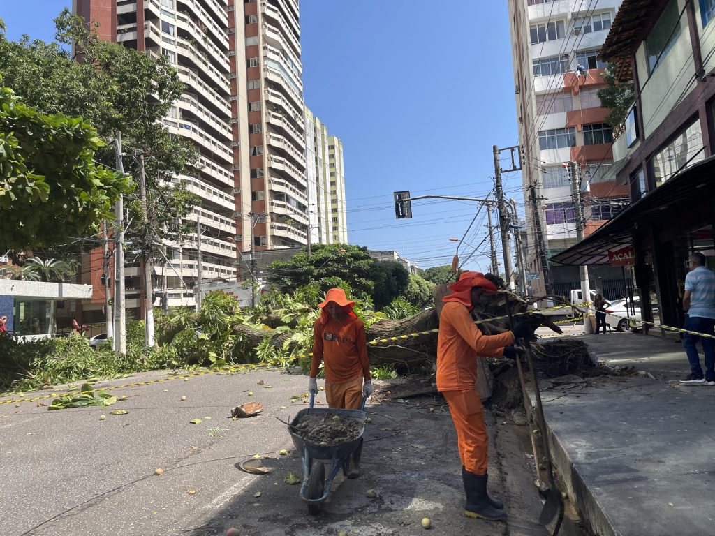 A Prefeitura de Belém realiza uma força-tarefa para limpar as áreas onde as árvores cairam durante a forte chuva e vendaval da noite de quarta, 19